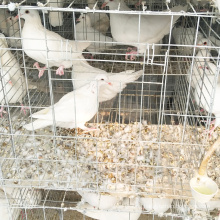 High quality Pigeon Breeding cage for sell
